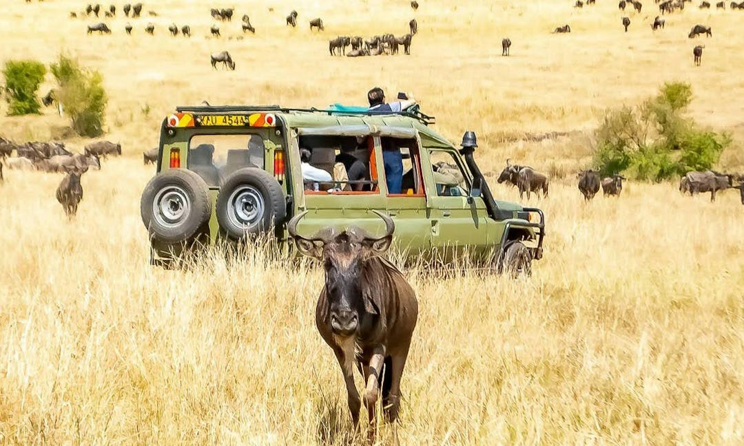 Sunsets & Safaris: A Kenyan Tale in 5 Days