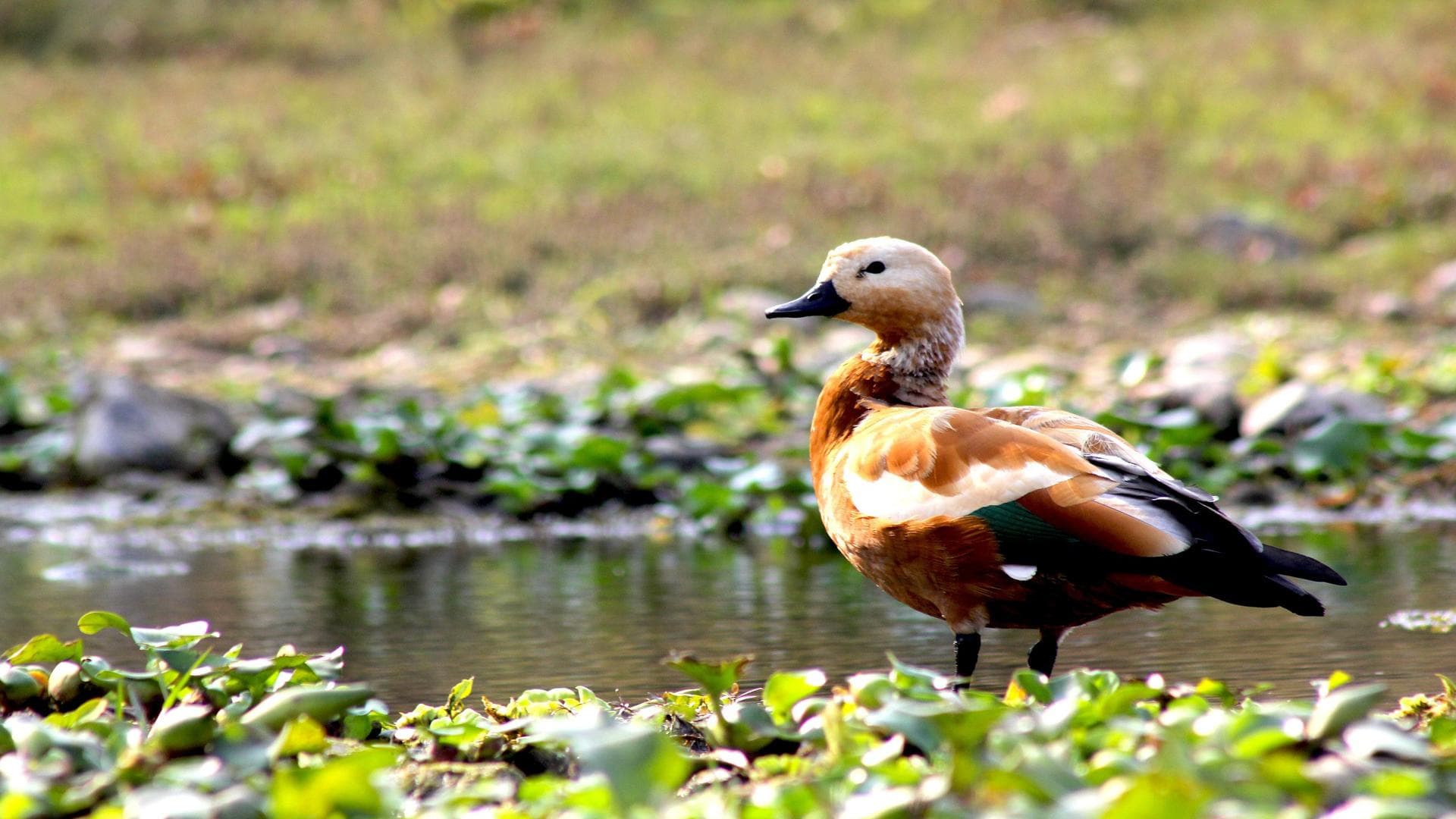 Birds watching| Watch Birds In Nepal