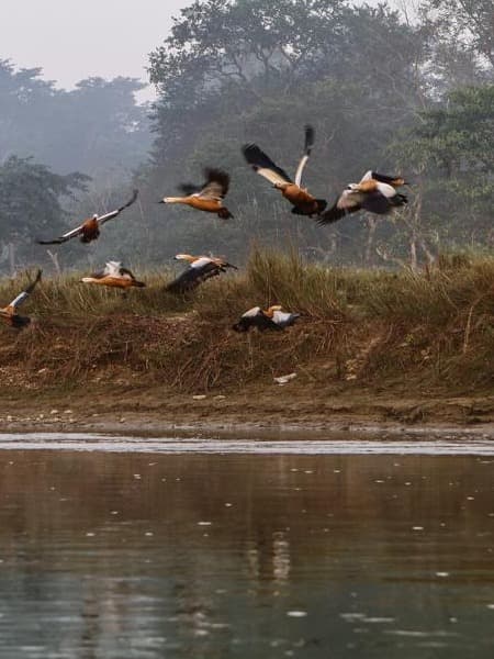 Birds watching| Watch Birds In Nepal