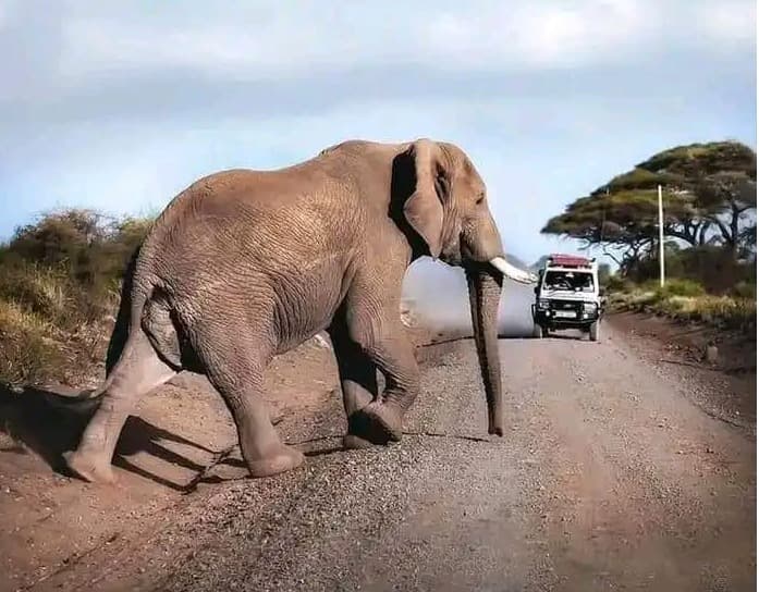 Magic of Africa: Heart of Safari Adventures