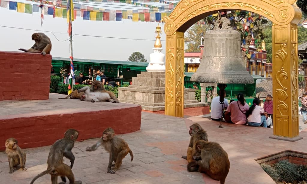 Monkeys in Temple